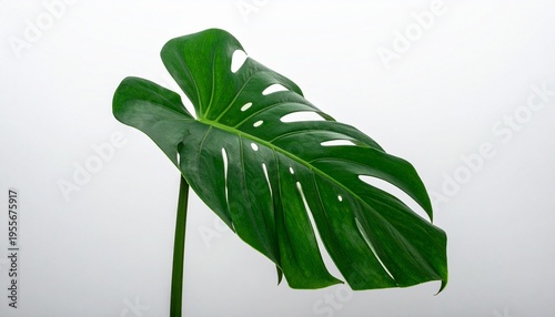 Wallpaper Mural Vibrant Monstera Leaf Swiss Cheese Plant Green Glossy Fenestrated Botanical Design Natural Interior Visuals Torontodigital.ca