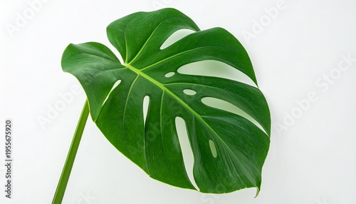 Wallpaper Mural Vibrant Monstera Leaf Swiss Cheese Plant Green Glossy Fenestrated Botanical Design Natural Interior Visuals Torontodigital.ca