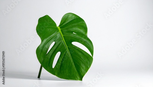 Wallpaper Mural Vibrant Monstera Leaf Swiss Cheese Plant Green Glossy Fenestrated Botanical Design Natural Interior Visuals Torontodigital.ca