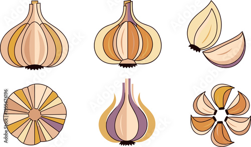 Garlic bulb and cloves vector illustration set fresh organic vegetable collection isolated kitchen ingredient food design