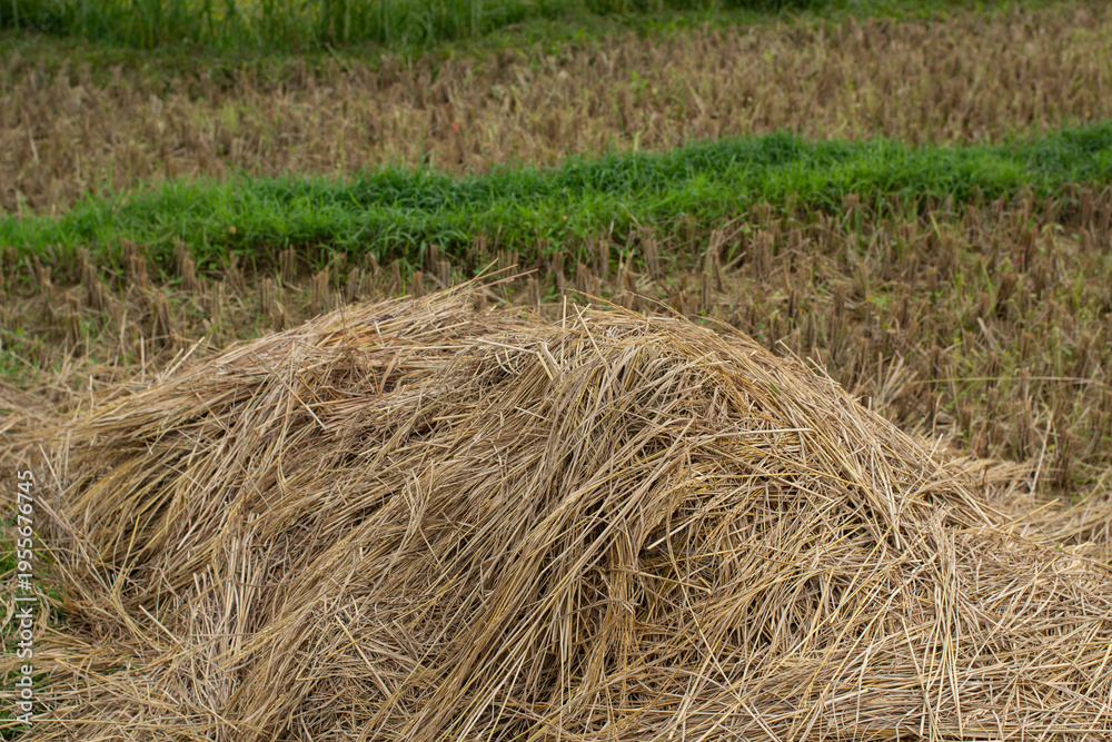 Naklejka premium A large pile of dried rice straw left in a harvested paddy field. Agricultural landscape concept showing organic farm waste.