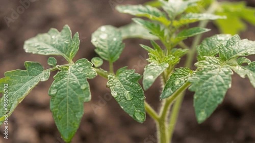 Tomato seedlings with dew droplets. Slow motion. Macro view