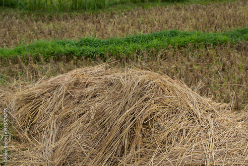A large pile of dried rice straw left in a harvested paddy field. Agricultural landscape concept showing organic farm waste.