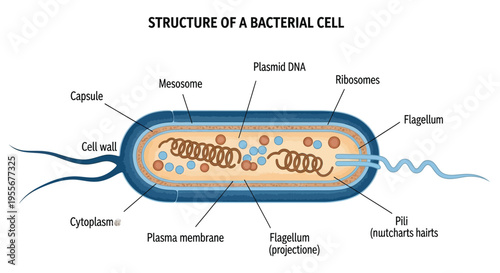 Detailed diagram illustrating the complex structure and key components of a typical bacterial cell