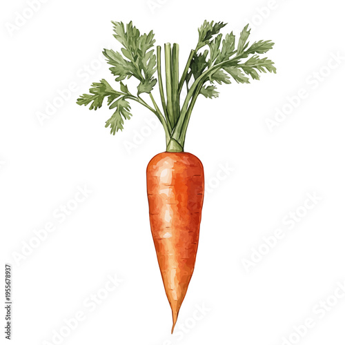 Carrot, cute watercolor illustration with intricate patterns and vibrant splashes, isolated on a white background.