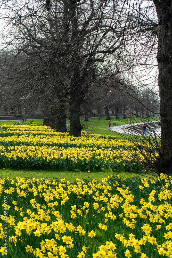 Obraz premium Beautiful Daffodils growing in early spring 2026 near the river Trent in Nottingham, UK.