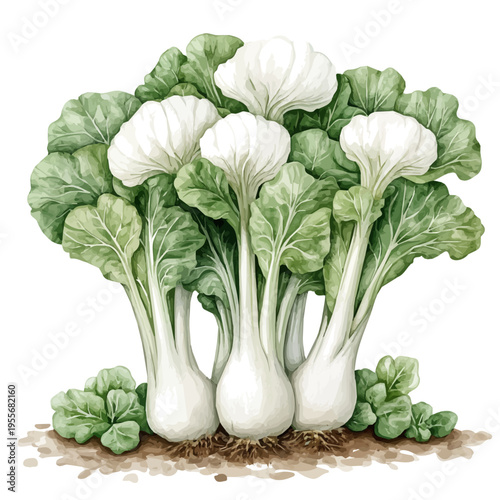 Bok Choy, charming watercolor clipart, isolated on a white background.