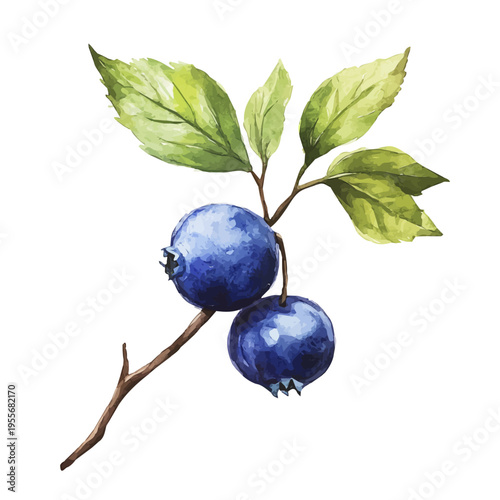 watercolor of Blueberry draw illustration, isolated on a white background.