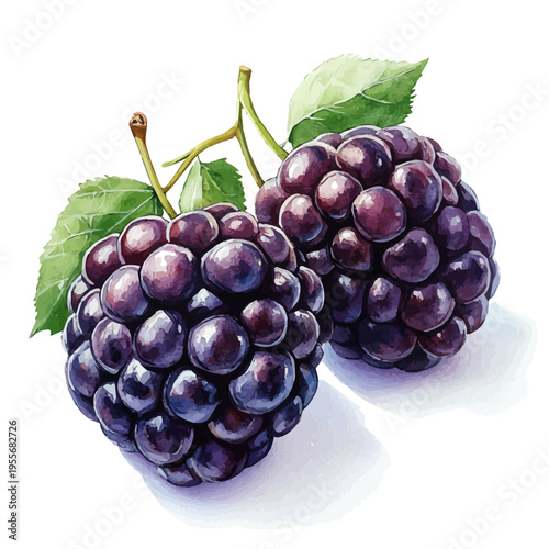 Blackberry, colorful watercolor painting with bold outlines, isolated on a white background.
