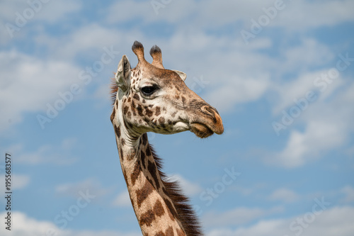 Close-up portrait of a Masai giraffe (Giraffa camelopardalis tippelskirchi) showing its head, neck, ossicones, and spotted coat against a blue cloudy sky in Masai Mara, Kenya.