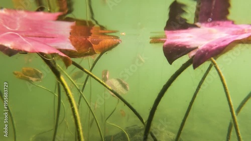 Yellow Water Snowflake, Nymphoides peltata,from the bottom of the lake to the surface,  underwater leaves, acquatic plant, underwater, underwater view,  Varallo Sesia,  Sant'Agostino Lake, Piemonte, I