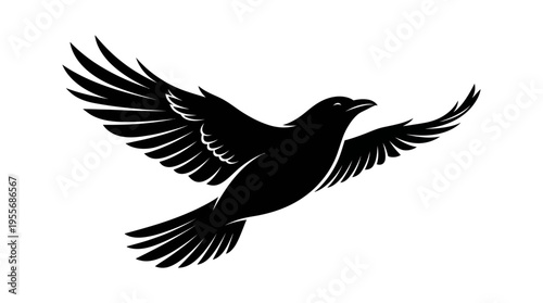 Black bird in flight wings spread.