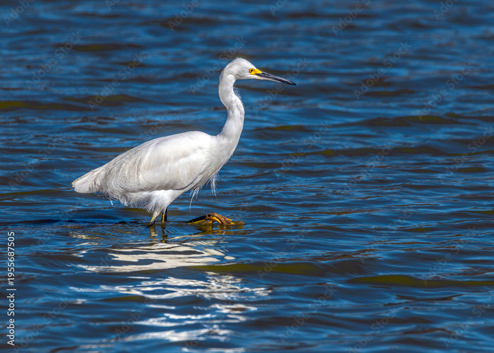 Obraz premium Snowy Egret walking on water at the Delores Fenwick Nature Center in Pearland, Texas