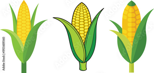 Isolated vector illustration of a fresh yellow ear of corn on the cob with green husk leaves, representing a ripe organic maize crop and healthy harvest vegetable