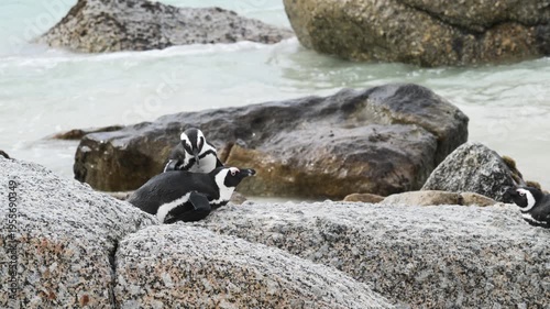 penguins on the beach, African penguin on the beach, penguin in the water, Spheniscus demersus, Cape penguin, South African penguin, cold water, Boulder Point, Bird, South Africa