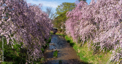 高山市・宮川沿いのしだれ桜の風景（岐阜県）