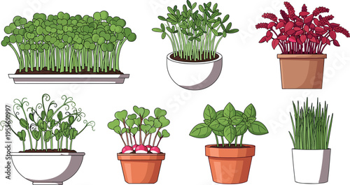 Set of fresh microgreens and potted herbs vector illustration including basil radish sprouts and leafy greens for healthy food design
