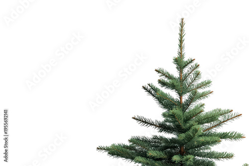 Christmas tree branch close-up showing green needles, isolated with transparent background, ideal for seasonal designs