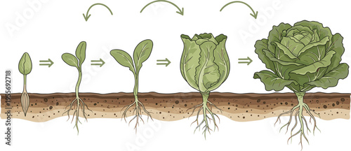 Lettuce plant growth stages from seedling to mature vegetable with roots soil and leaves process vector illustration