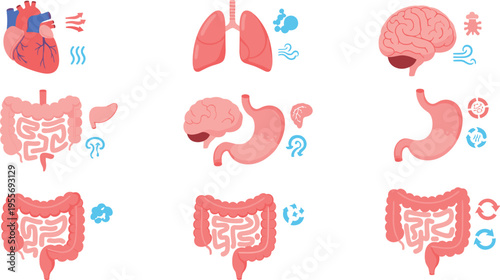 Human organs icons collection with heart lungs brain stomach and intestine medical healthcare vector illustration set