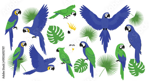 Colorful macaw parrots set with tropical leaves vector illustration exotic birds collection isolated