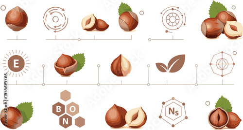 Hazelnut nutrition infographic with vitamin elements botanical icons and healthy food concept vector illustration set
