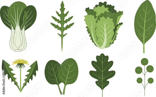Green leafy vegetables collection with spinach lettuce bok choy and wild herbs botanical vector illustration set