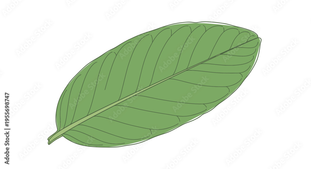 Obraz premium Green leaf with visible veins.