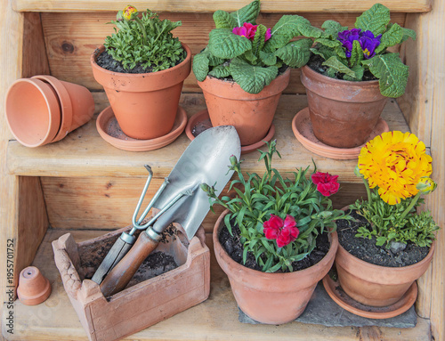 colorful flowers potted arrangement on a wooden shelf  with terra cotta pots ...