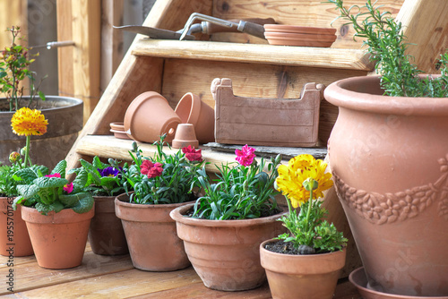 colorful flowers potted on the floor of a wooden terrace and terracotta flowe...