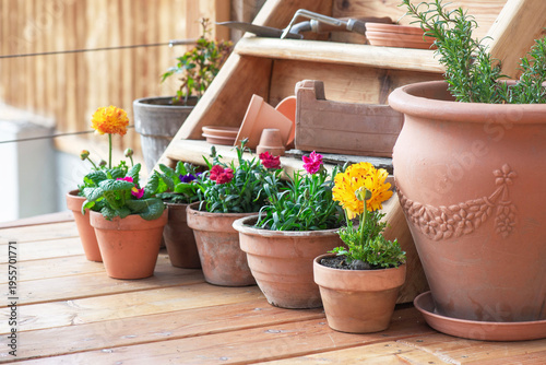 colorful flowers potted on the floor of a wooden terrace and terracotta flower pots on a shelf background with gardening equipment