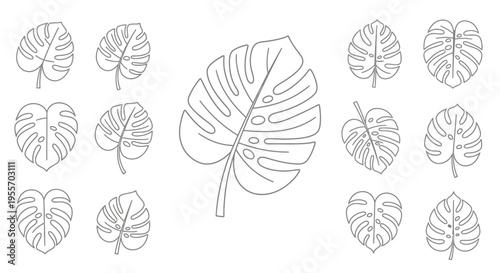 Monstera deliciosa leaf illustrations set.