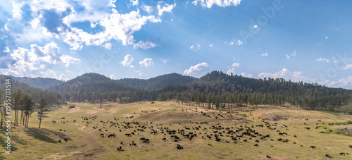 Elevated view of bison buffalo herd on the open prairie at Custer State Park, South Dakota 