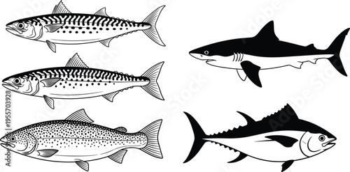 Black and white fish including tuna and shark seafood