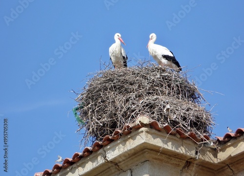 Wallpaper Mural White storks pair resting on rooftop nest Torontodigital.ca