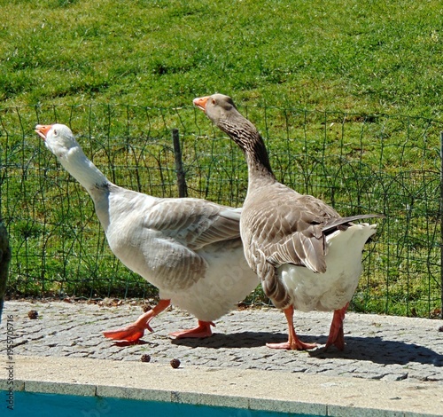 Wallpaper Mural Geese walking along pool on a sunny day Torontodigital.ca