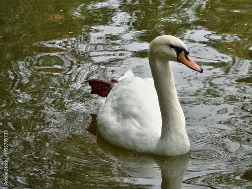 Wallpaper Mural Mute swan swimming in pond showing webbed foot Torontodigital.ca