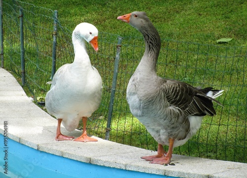 Wallpaper Mural Two geese standing on edge of swimming pool Torontodigital.ca
