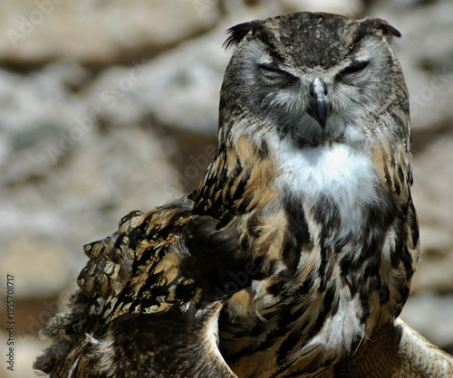 Wallpaper Mural Eurasian eagle owl closing eyes in sunlight Torontodigital.ca