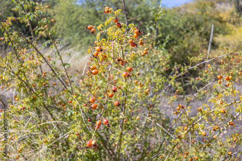 Принти на полотні Rosehip shrub with its ripe fruits in a rural setting