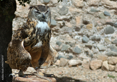 Wallpaper Mural Eagle owl perching closing eyes against bright sun Torontodigital.ca