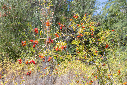 Slika na platnu Rosehip shrub with its ripe fruits in a rural setting
