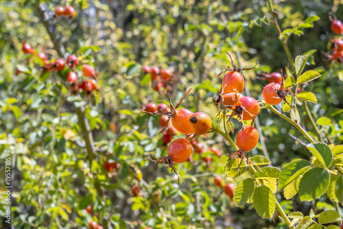 Konstfotografi Maule Region, Chile - March 16, 2026: Ripe rosehips on their bush in a rural setting