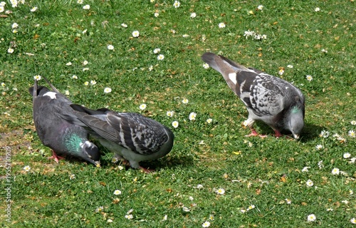 Wallpaper Mural Two pigeons foraging on green grass with daisies Torontodigital.ca