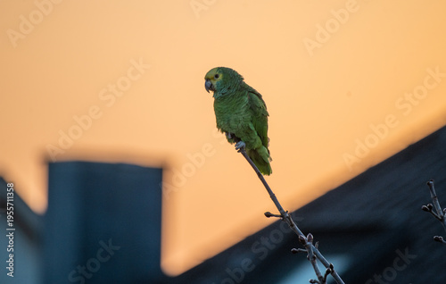 Eine wild lebende Gelbkopfamazone sitzt auf dem Ast einer Platane