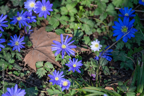 Nahaufnahme von blauen Frühlingsblumen