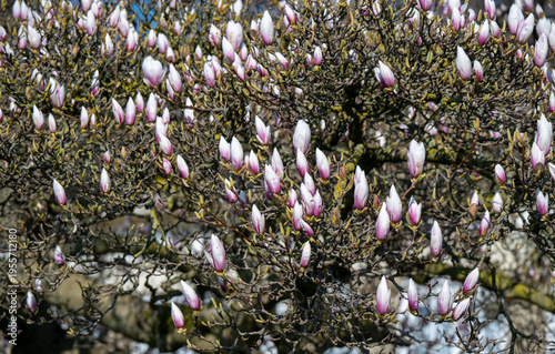 Magnolien-Baumblüte