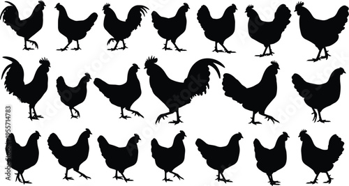 Chicken and rooster silhouette collection featuring various poses of farm poultry birds, hen and cock shapes in minimal vector illustration set