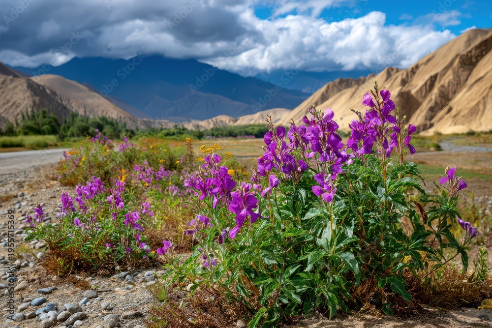 Fototapeta premium Scenic view of blooming flowers in a field with mountains and cloudy sky in the background, showcasing natural beauty and tranquility of the landscape.