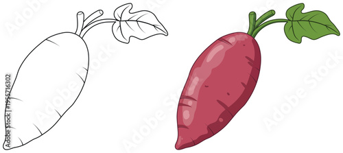 Sweet potato vector illustration with outline and colored version in cartoon style